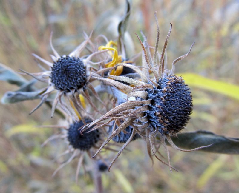 Leave Standing: Maximilian Sunflower Leave Standing: Maximilian Sunflower