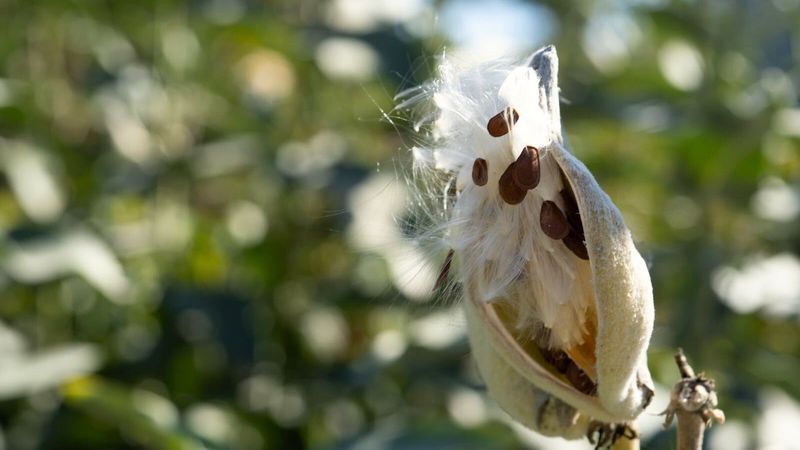 Leave Standing: Milkweed Leave Standing: Milkweed