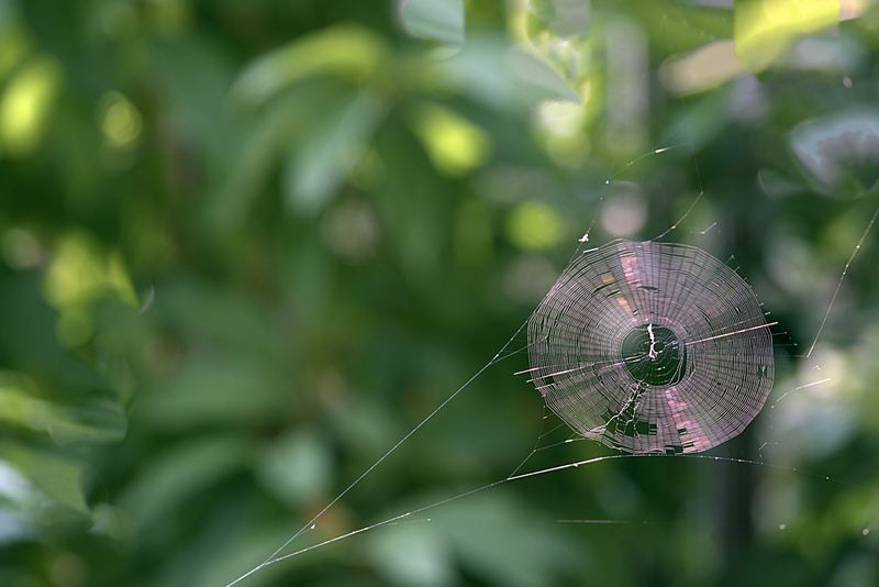 Leave a quiet web or move an inconvenient one Leave a quiet web or move an inconvenient one