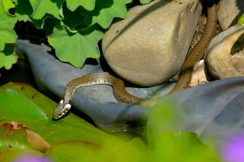 Leave a snake you find undisturbed