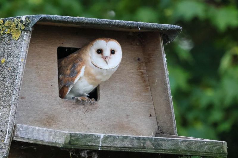 Leave an occupied box and nest undisturbed Leave an occupied box and nest undisturbed