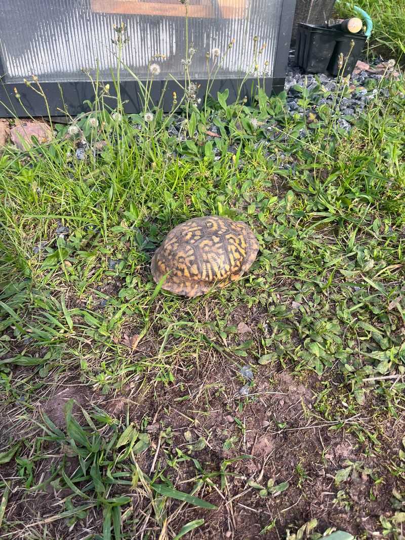 Leave an uninjured turtle in place