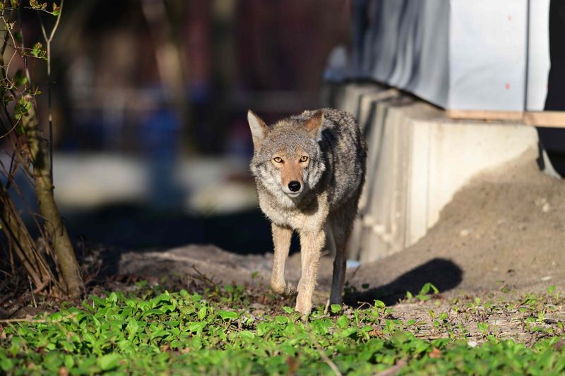 Leave calmly if a coyote seems to defend an area