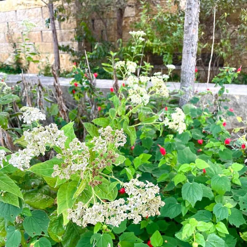 Leave flowering stems standing, then plan cleanup