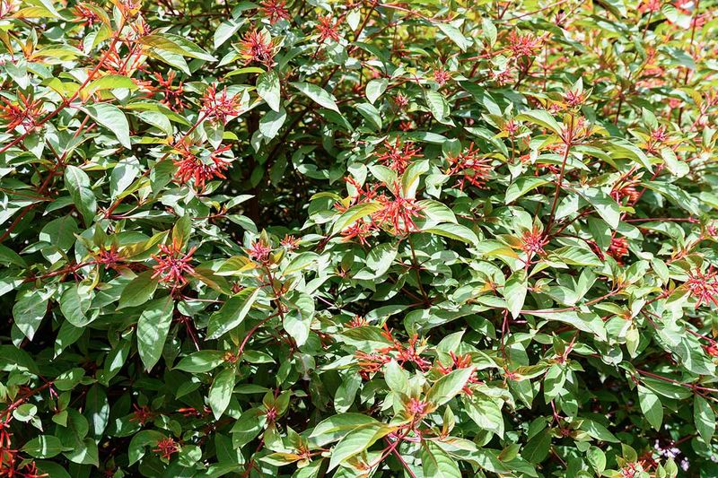 Leave flowering stems untrimmed Leave flowering stems untrimmed