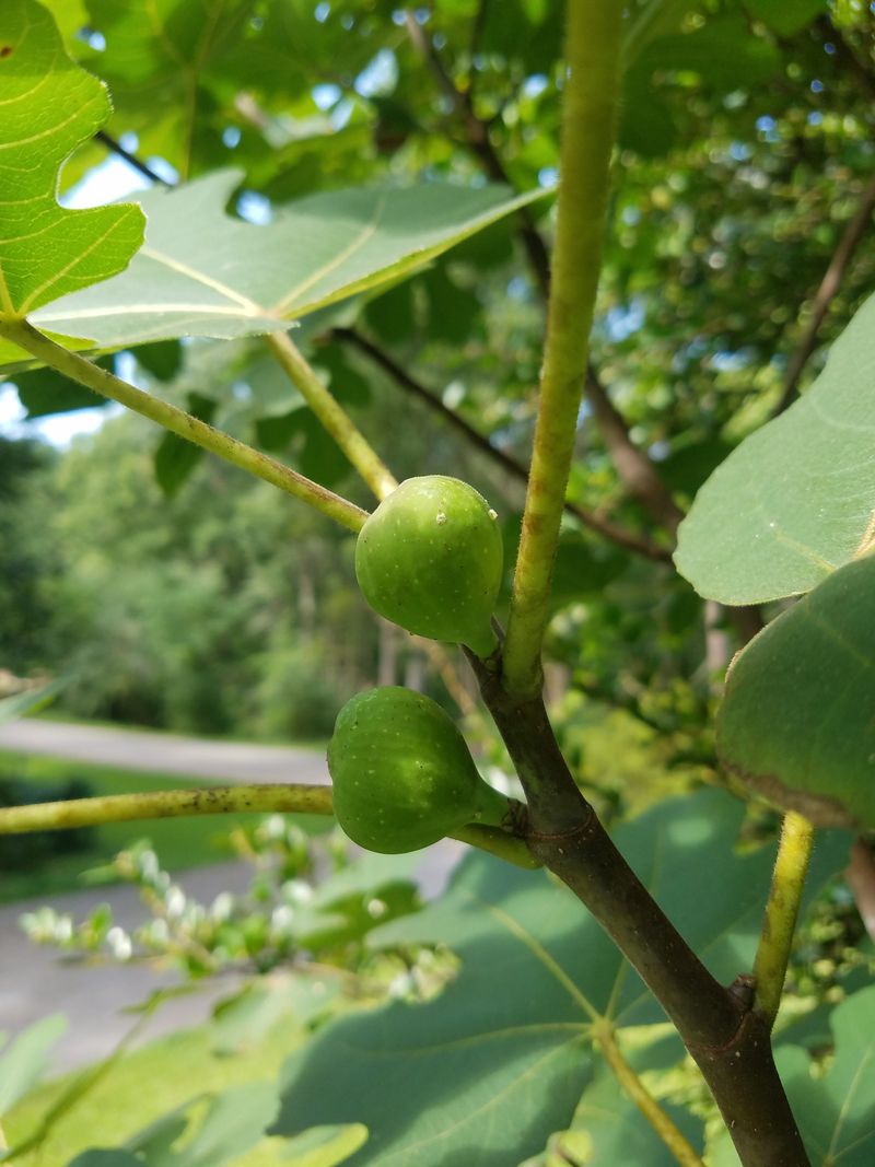 Leave healthy unripe figs on the tree when the season allows