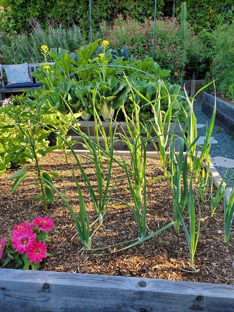 Leave non-bolting onions in place