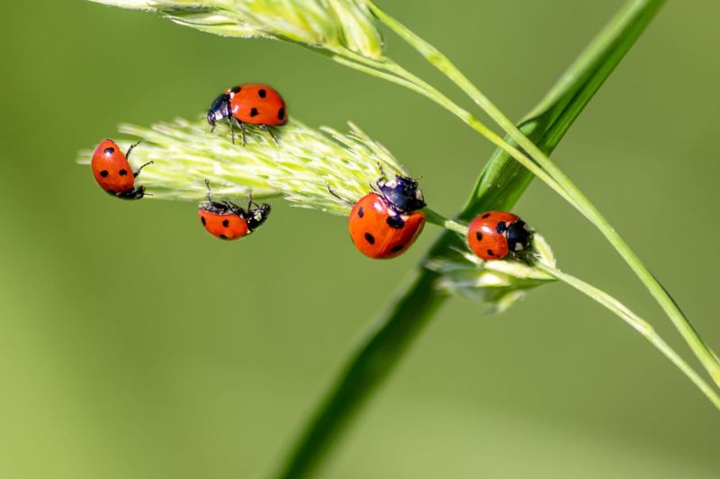 Leave outdoor clusters undisturbed
