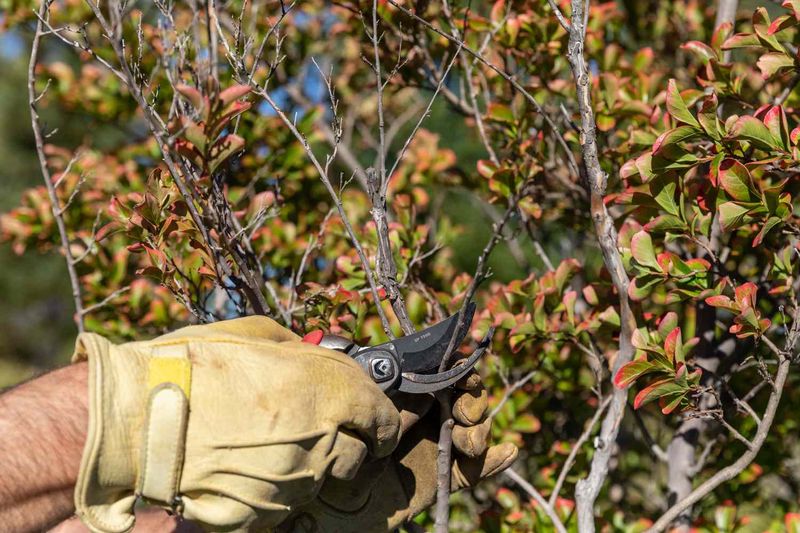 Leave routine shaping for dormancy, but address hazards