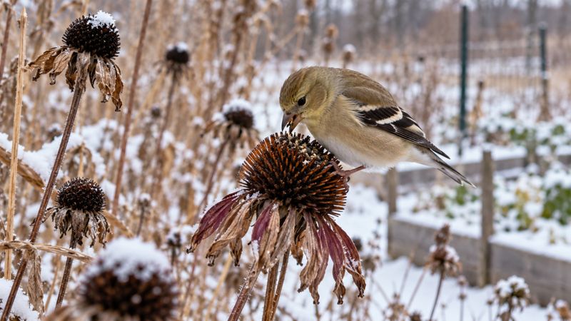Leave some seed heads and stems for wildlife