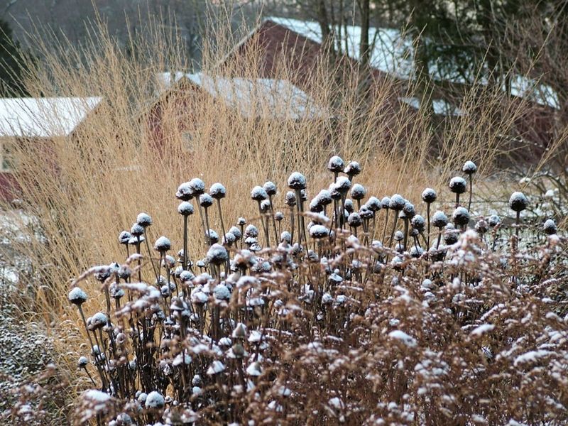 Leave some stems standing through fall cleanup
