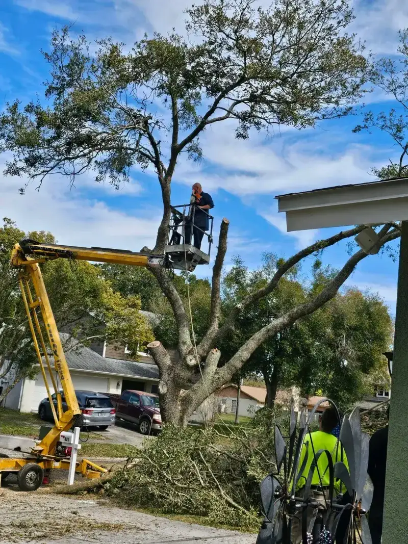 Leave tall trees and major cuts to a professional Leave tall trees and major cuts to a professional