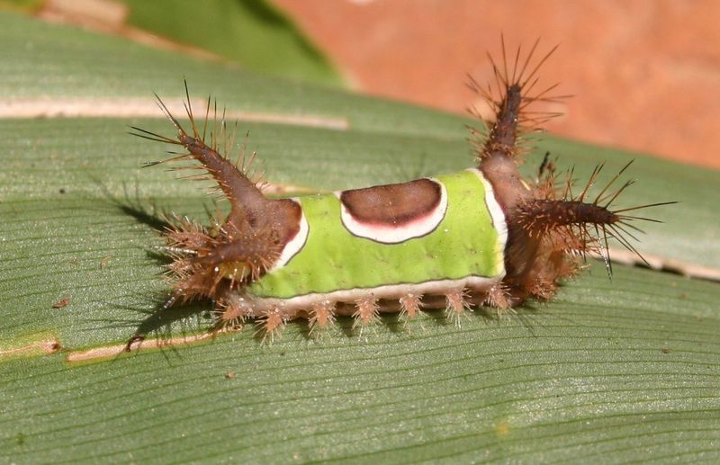 Leave the caterpillar alone when the shrub is not at risk