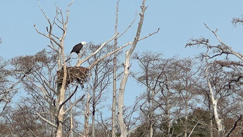 Leave the hawk and its active nest alone Leave the hawk and its active nest alone