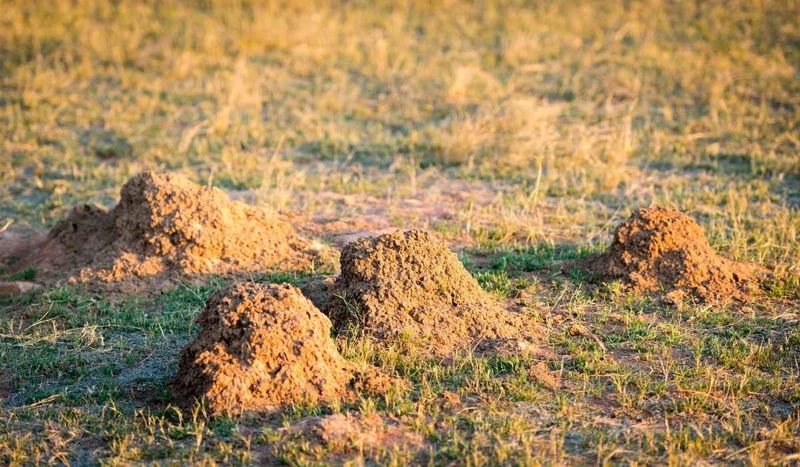 Leave the mound and remove attached ants