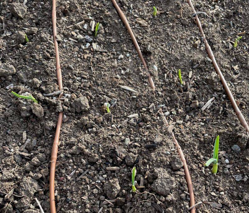 Leave the shoots in place and check local advice