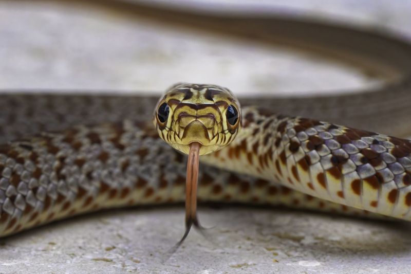Leave the snake alone and make space