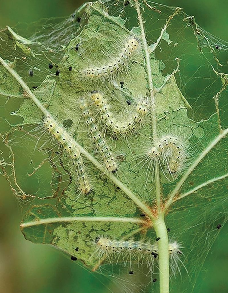 Leave the spider alone—or move the web gently