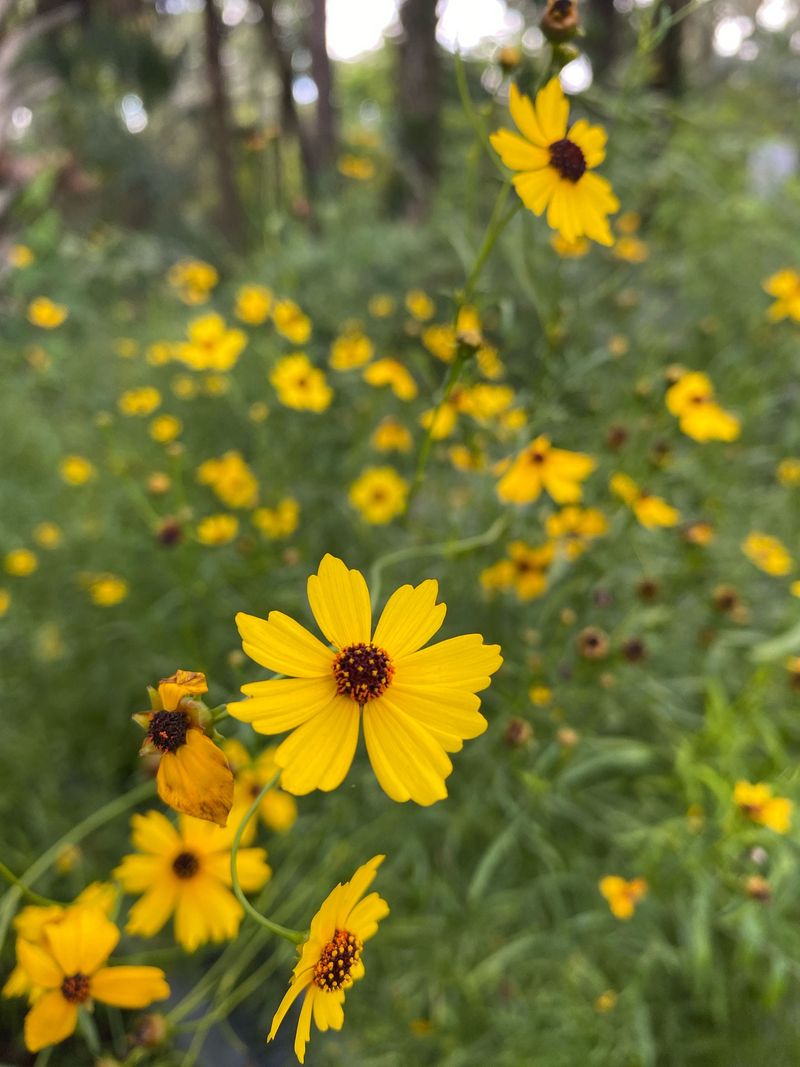 Leavenworth's Tickseed