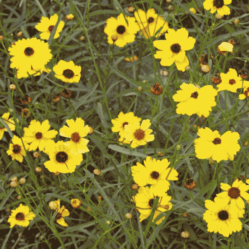 Leavenworth's Tickseed