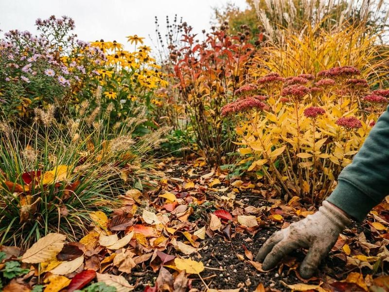 Leaves build soil gradually Leaves build soil gradually