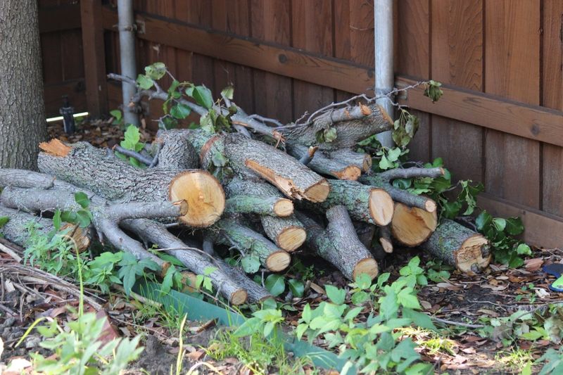 Leaving Brush Piles and Woodpiles Right Next to the House