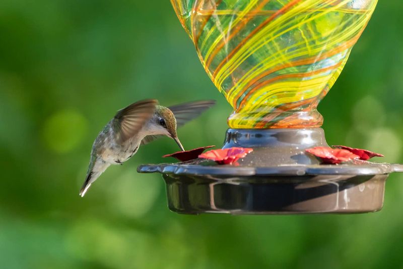 Leaving a feeder up in Texas does not stall migration