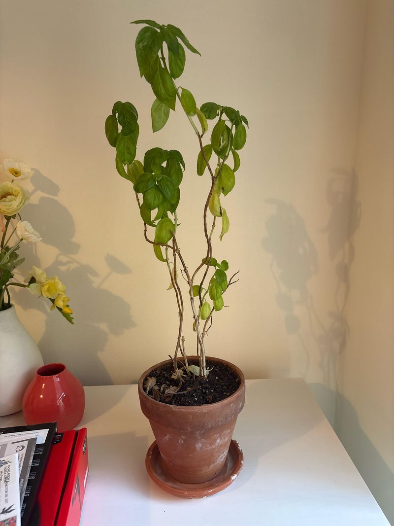 Leggy growth can point to a light problem Leggy growth can point to a light problem