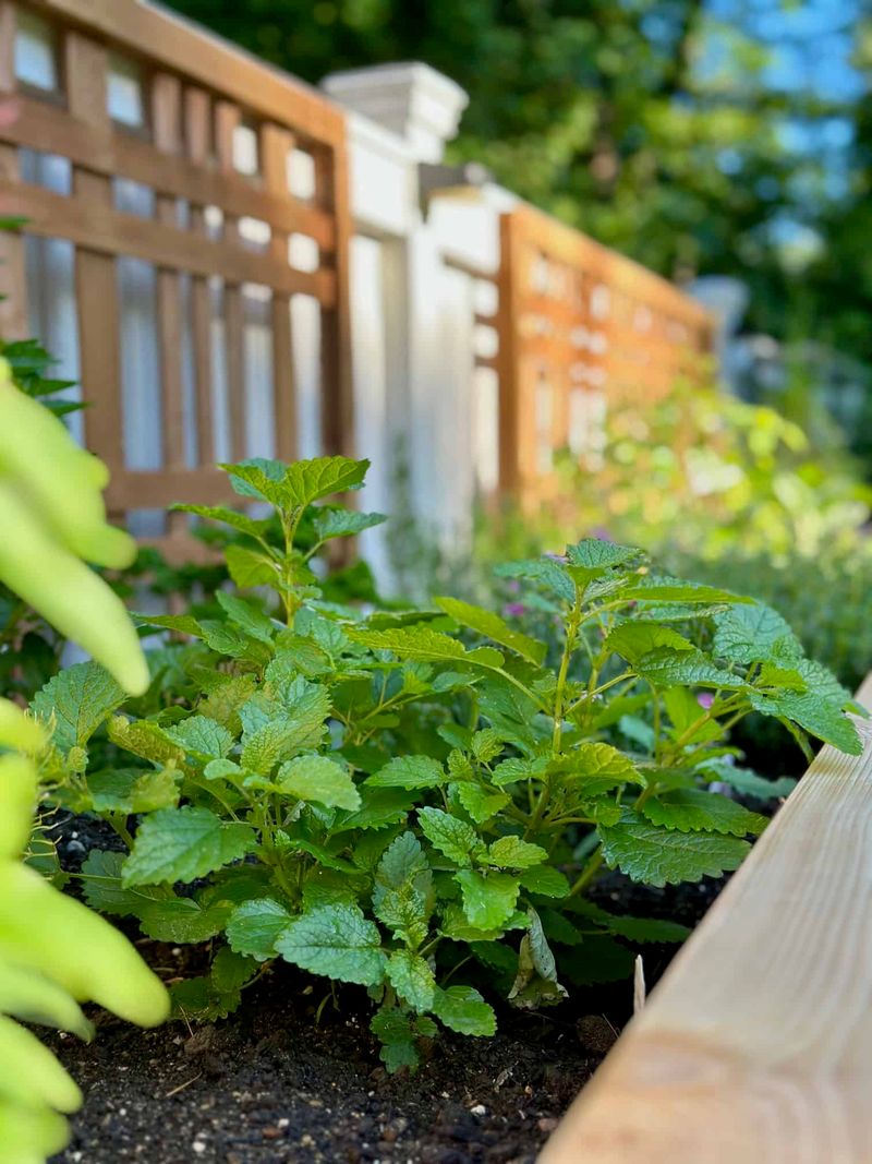 Lemon Balm Volunteers