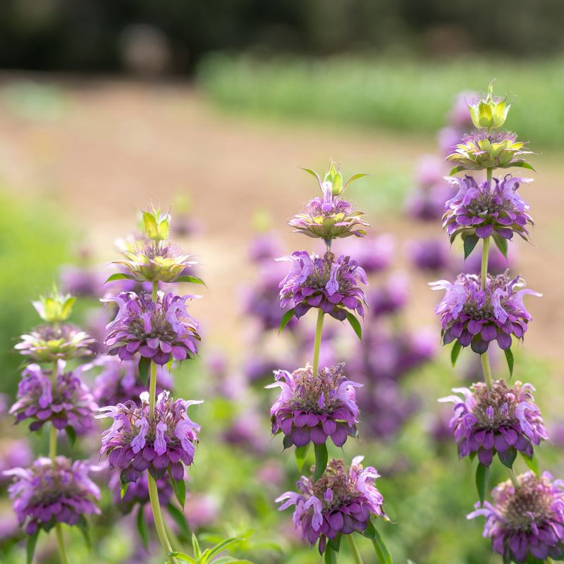 Lemon Bee Balm