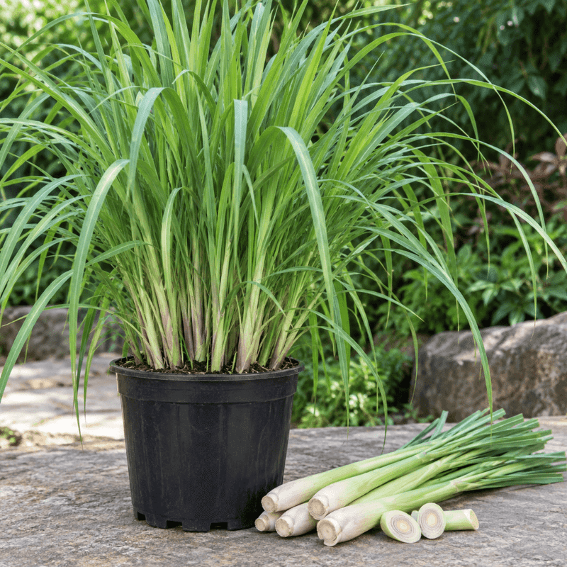 Lemon Grass