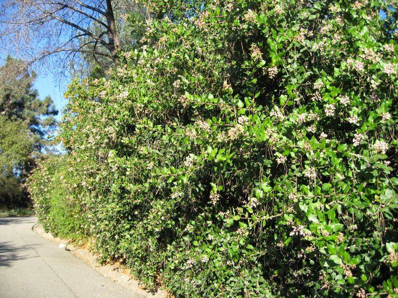 Lemonade Berry (Rhus integrifolia)