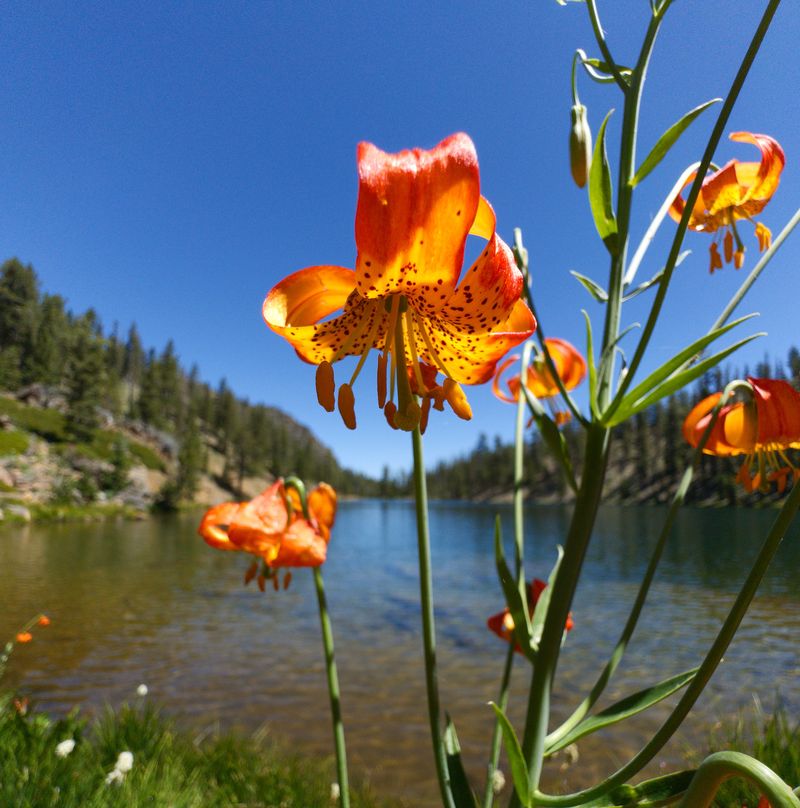 Leopard Lily (Lilium pardalinum) Leopard Lily (Lilium pardalinum)