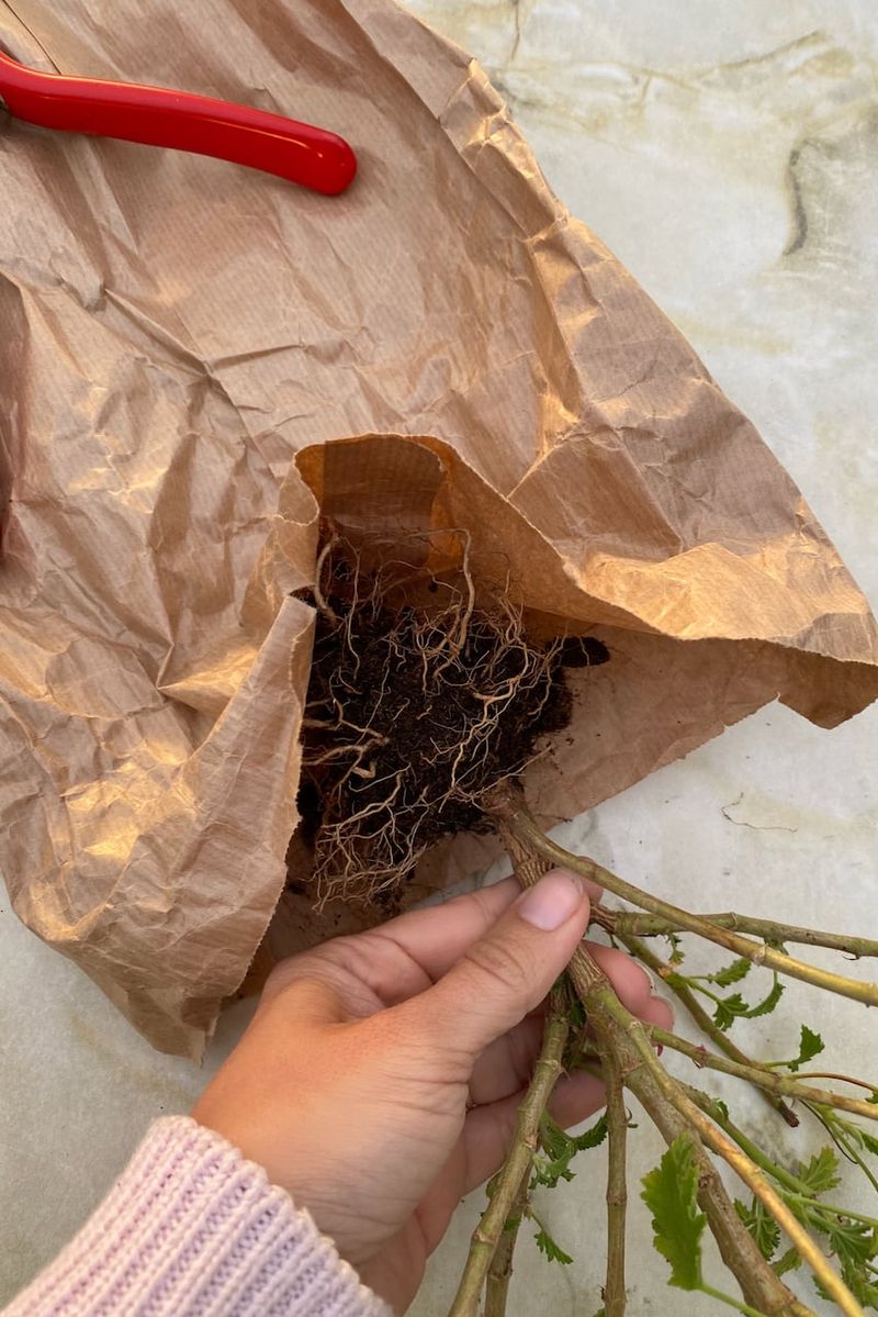 Let Them Go Dormant Bare-Root Let Them Go Dormant Bare-Root