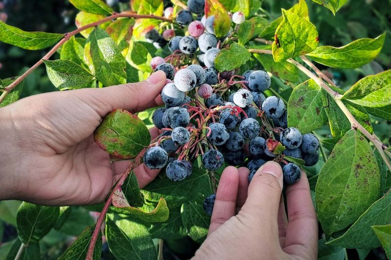 Let berries finish ripening for the best flavor