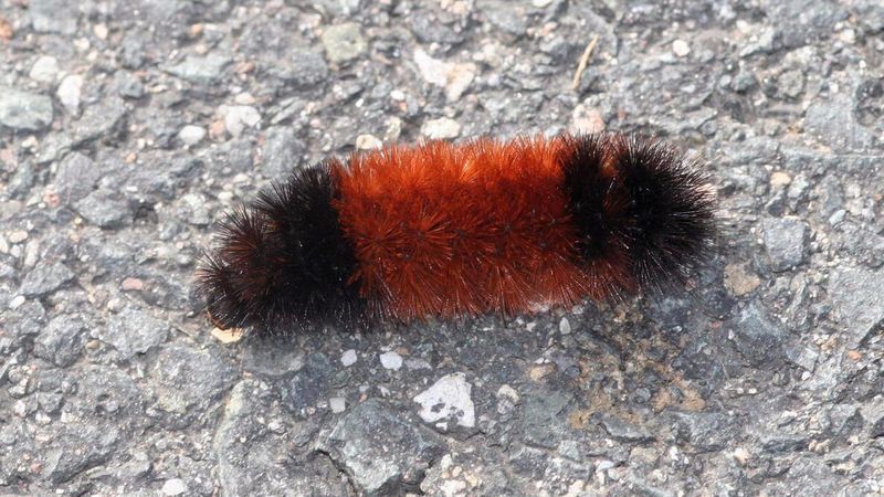 Let crossing caterpillars pass; skip the spray