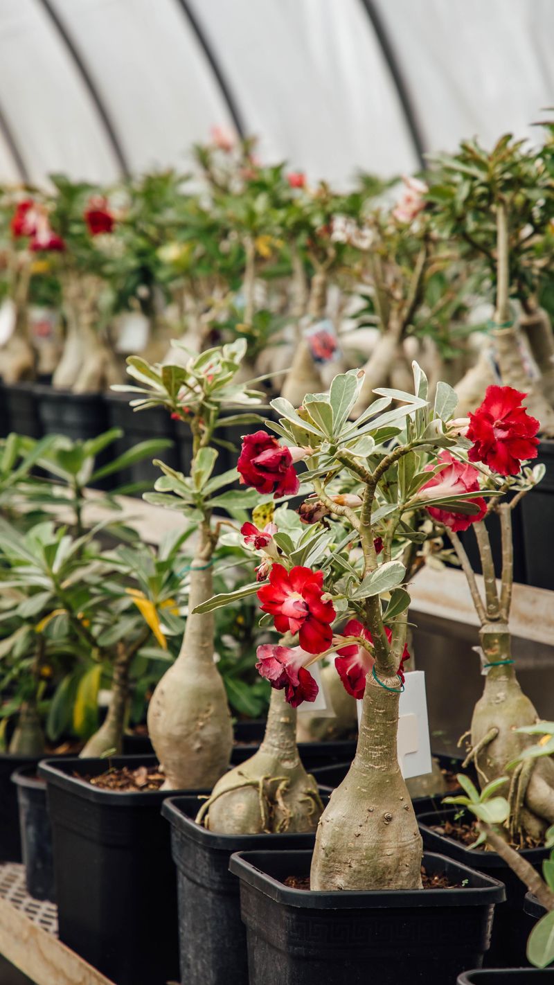 Let growth and temperature guide watering