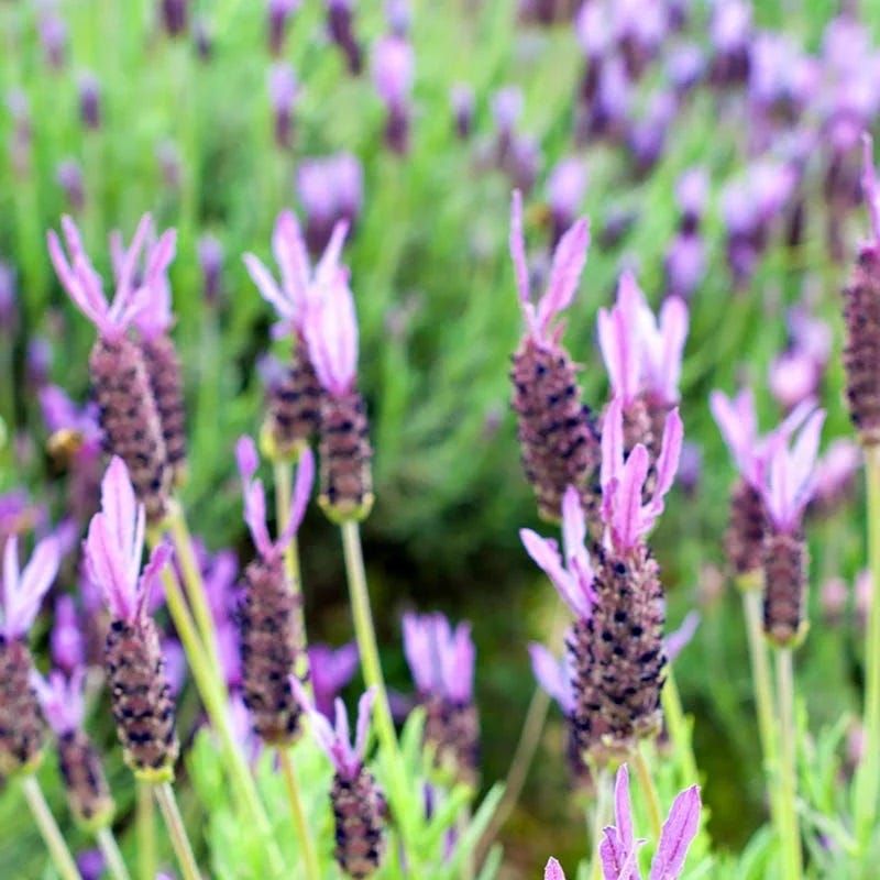Let local conditions and lavender type set the pruning date