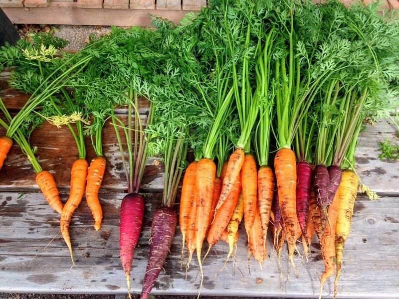 Let local conditions guide the last harvest