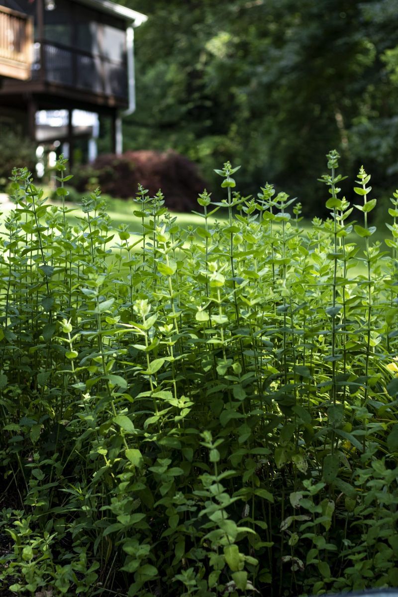Let local conditions set expectations for regrowth Let local conditions set expectations for regrowth