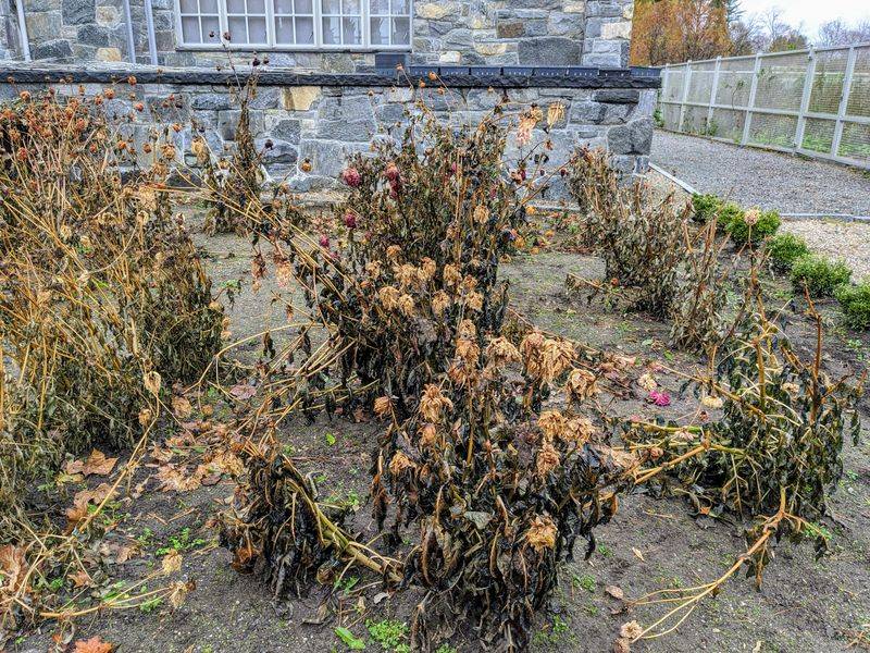 Let local frost risk—not a calendar date—set the deadline