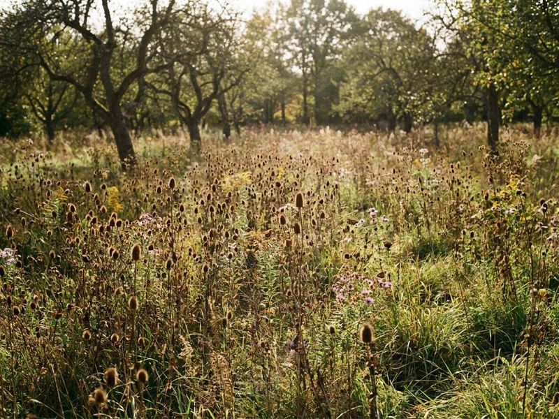Let selected seedheads mature before cutting Let selected seedheads mature before cutting
