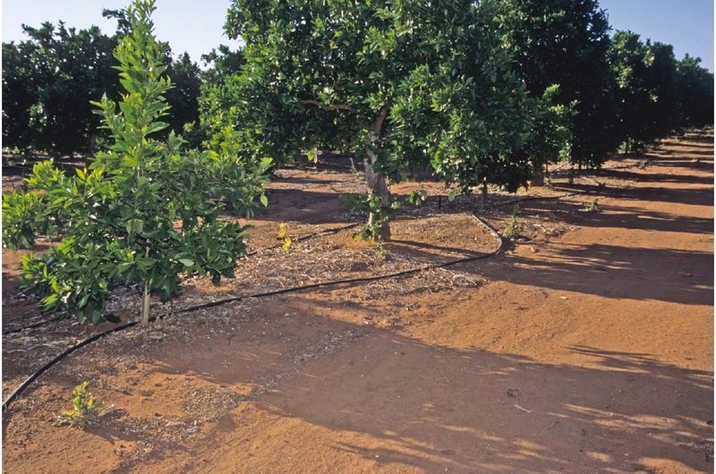 Let soil moisture guide established-tree watering