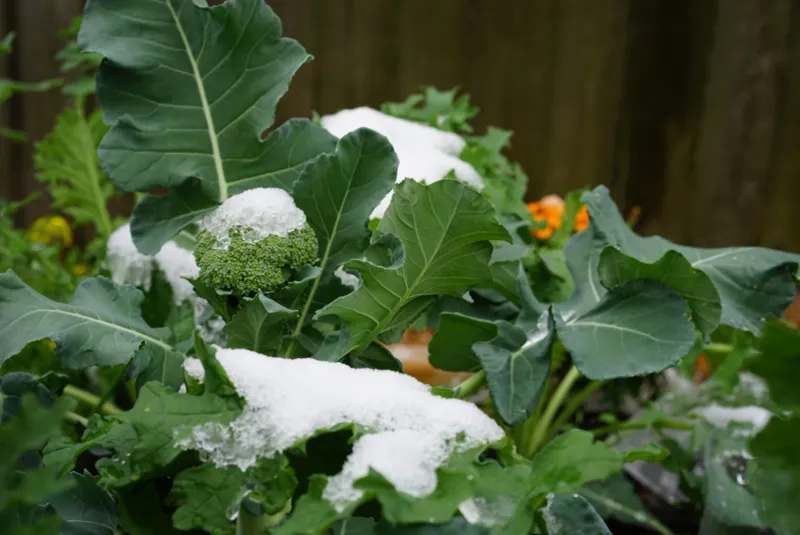 Let the frost forecast guide the last harvest