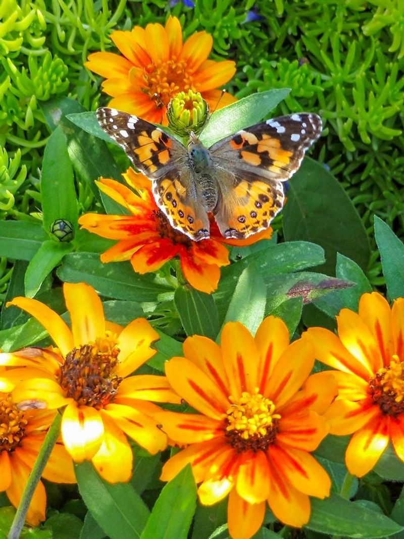 Let the garden do the feeding