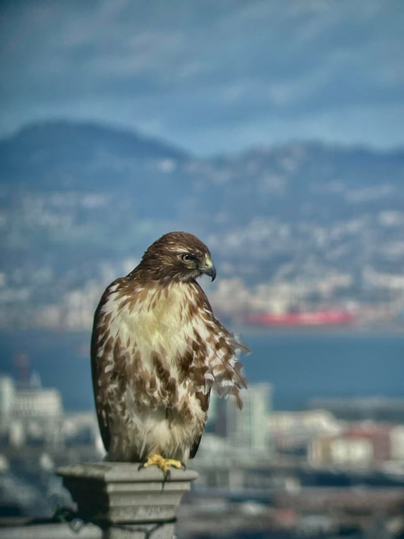 Let the hawk remain wild