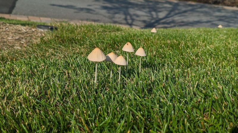 Let the lawn’s condition guide your response