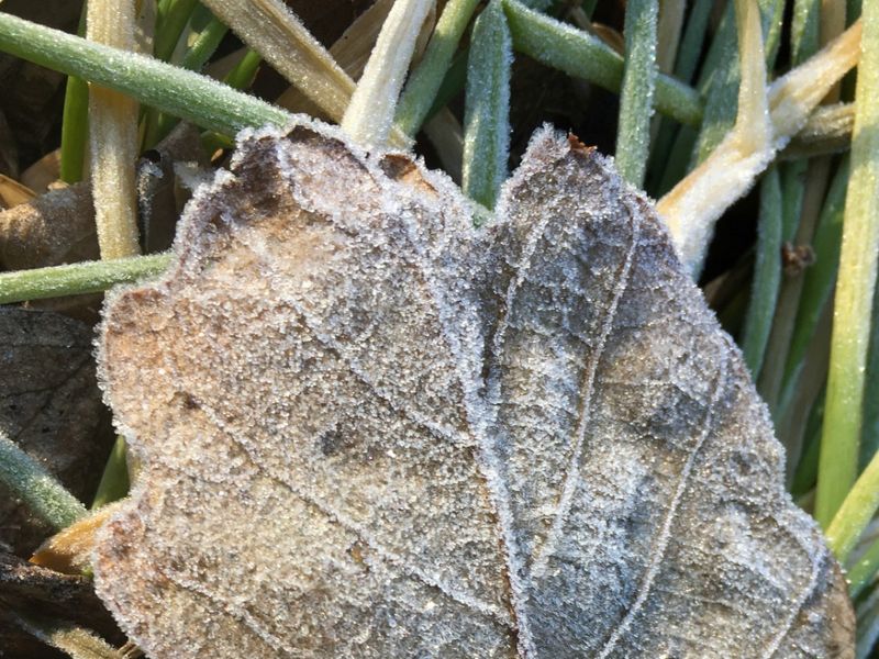 Let the local forecast—not the calendar—set harvest day