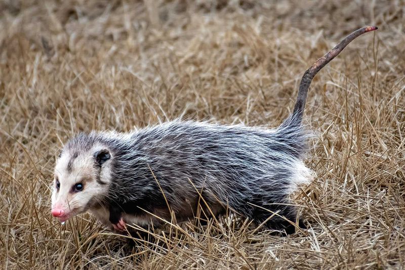 Let the opossum pass without feeding or handling it