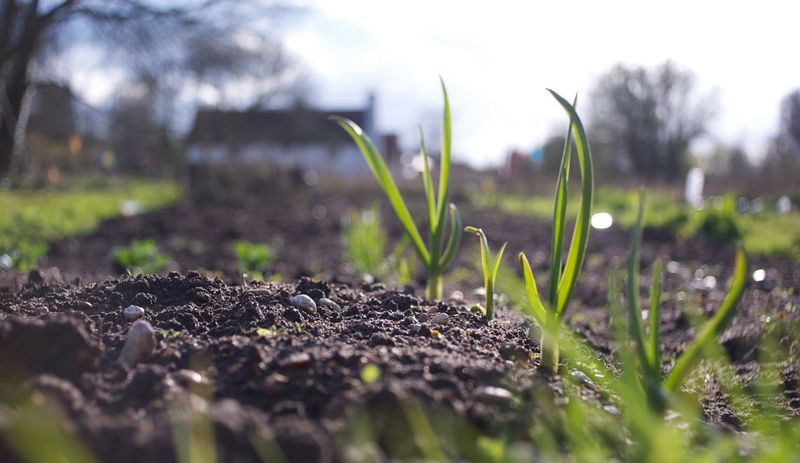 Let the planting recover before judging the harvest Let the planting recover before judging the harvest